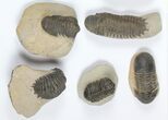 Lot: Assorted Devonian Trilobites - Pieces #92162-2